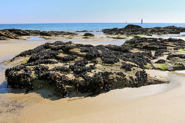 Басейни Грибів Атлантичному Океані Кібероні Південній Британії — стокове фото
