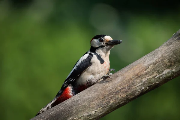 Spotted Woodpecker Dendrocopos Imagen Principal — Foto de Stock