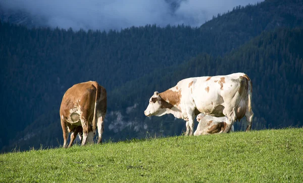 Коровы Летнем Пастбище Горах — стоковое фото
