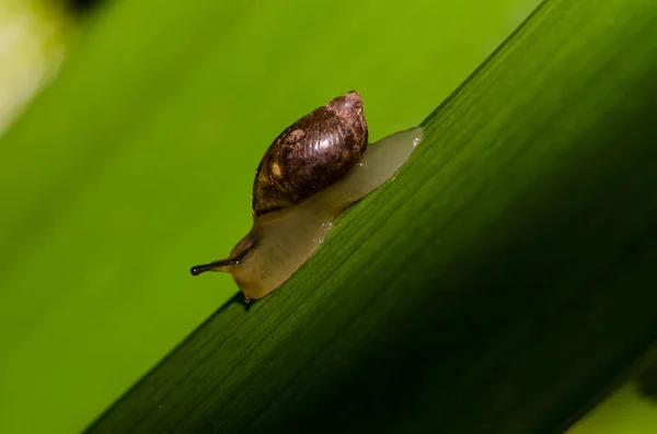 2012年の琥珀のカタツムリの軟体動物 — ストック写真