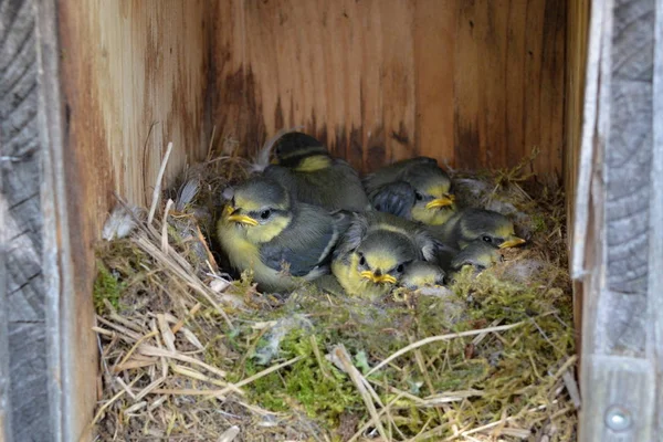 Pequenas Mamas Uma Caixa Nidificação Madeira — Fotografia de Stock