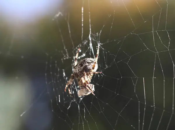 Křížený Pavouk Strašidelný Pavoučí Hmyz — Stock fotografie