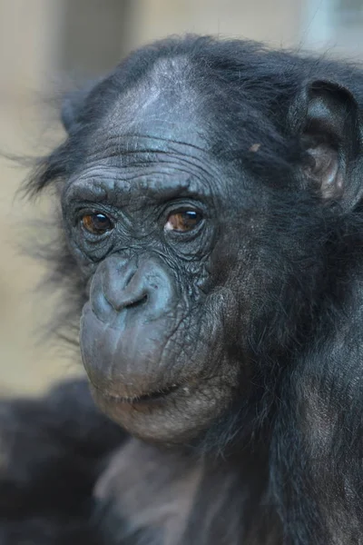 Close Macaco Fêmea — Fotografia de Stock