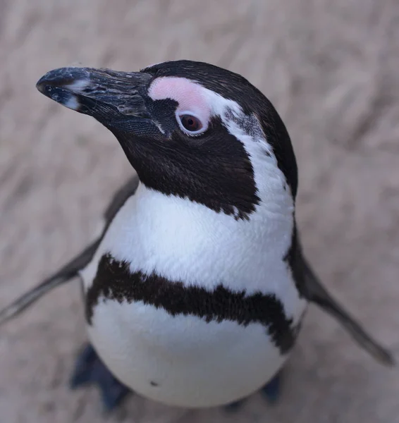 Pingüino Africano Pingüino Animal Fauna Natural — Foto de Stock