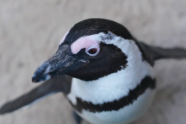 Pingüino Africano Pingüino Animal Fauna Natural — Foto de Stock