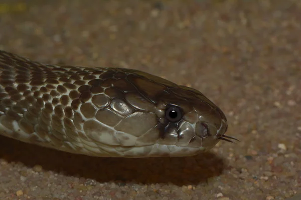 Indian Cobra Brillenschlange Snake — Stock Photo, Image