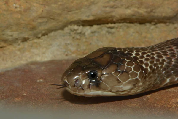 Cobra Indien Serpent Brillant — Photo