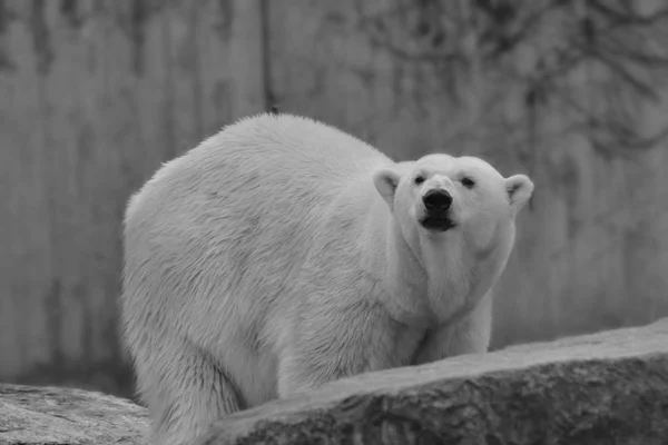 白いホッキョクグマ捕食者 — ストック写真