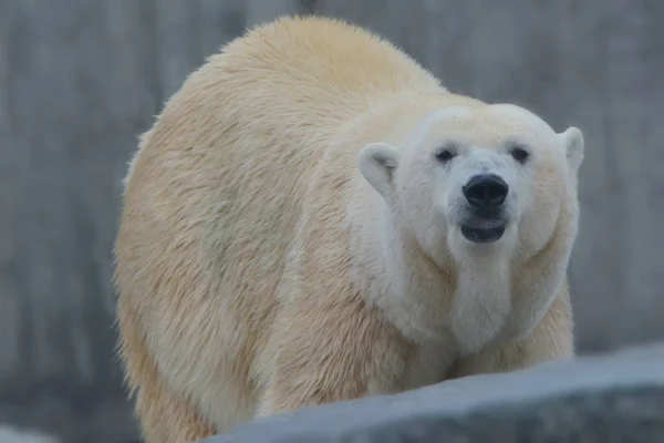 Predador Urso Polar Branco — Fotografia de Stock