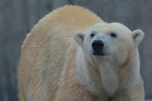 북극곰 포식자 — 스톡 사진