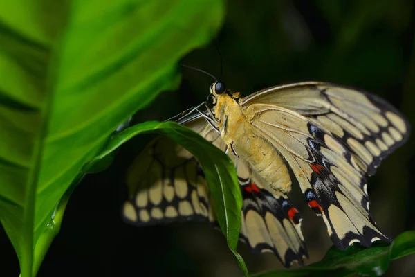 Vista Primer Plano Hermosa Mariposa Colorida — Foto de Stock