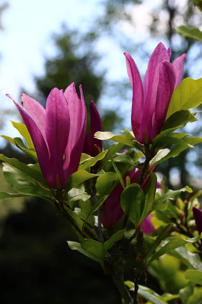 Magnolia Blomma Blommor Blomma — Stockfoto