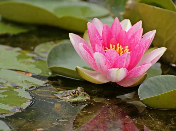 Lotus Vattenliljeblomblad Vattenlevande Växter — Stockfoto