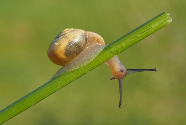 Slimák Šnečí Zvíře Sliz — Stock fotografie