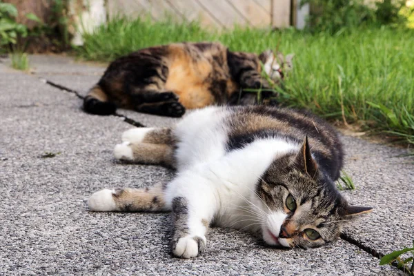 Dos Gatos Dormidos Verano Dos Gato Cansado Acostado Suelo — Foto de Stock