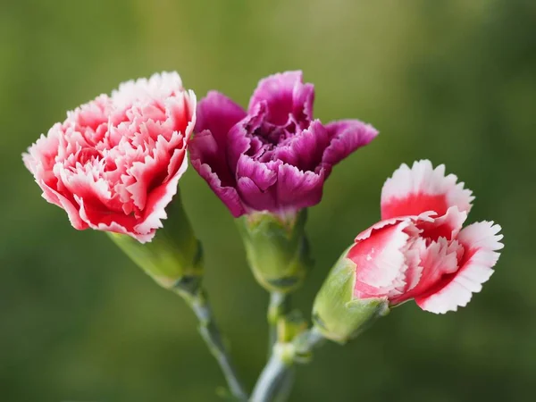 Vackra Blommor Blommigt Koncept Bakgrund — Stockfoto