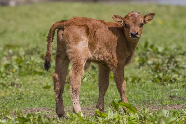 Farm Animal Heck Cattle Cow — Stock Photo, Image