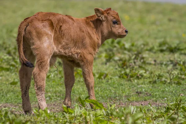 Сельскохозяйственные Животные Коровьи Коровы — стоковое фото