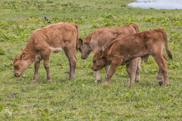Landbouwhuisdier Heck Beef Cow — Stockfoto
