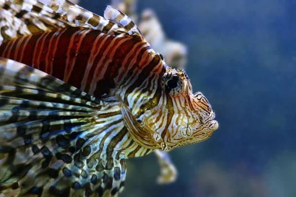 Vita Marina Pesce Leone Marino Acqua Animali Acquatici — Foto Stock