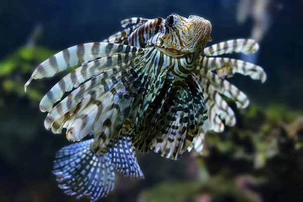 海洋生物 水中のアシカ 水中動物 — ストック写真
