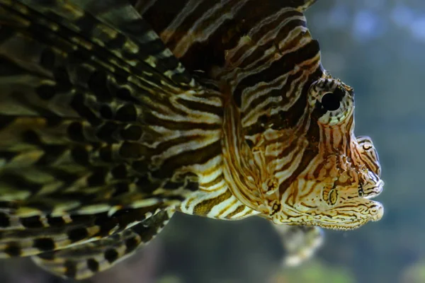 Kehidupan Laut Singa Laut Dalam Air Hewan Air — Stok Foto