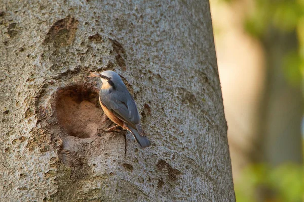 Vista Panorámica Hermoso Pájaro Nuthatch —  Fotos de Stock