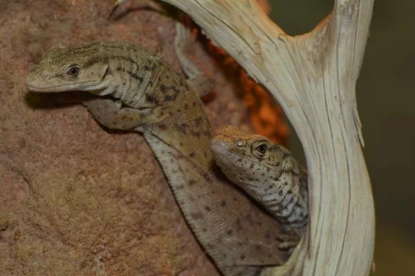 Wildtier Eidechse Reptil — Stockfoto