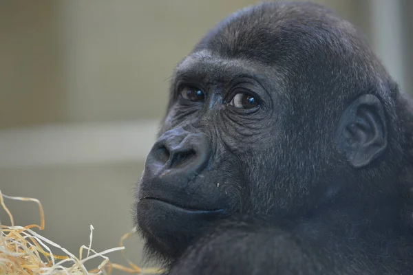 ゴリラ動物 熱帯植物 — ストック写真