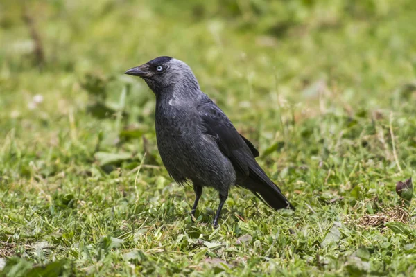 Aussichtsreiche Aussicht Auf Schöne Vögel Der Natur — Stockfoto