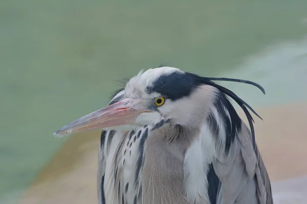 Мальовничий Вид Птаха Чаплі Природі — стокове фото