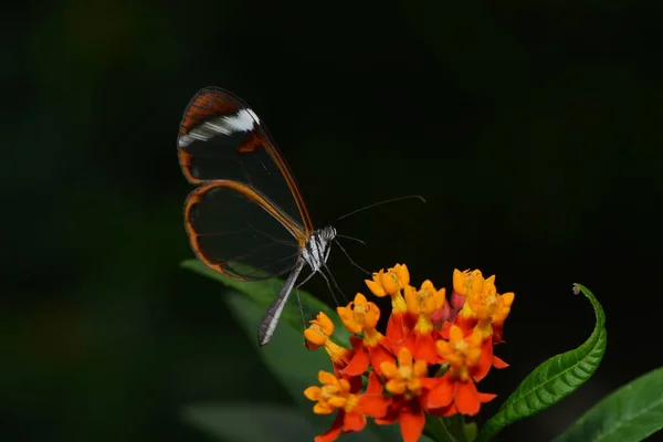 Grta Oto Chupa Uma Flor — Fotografia de Stock