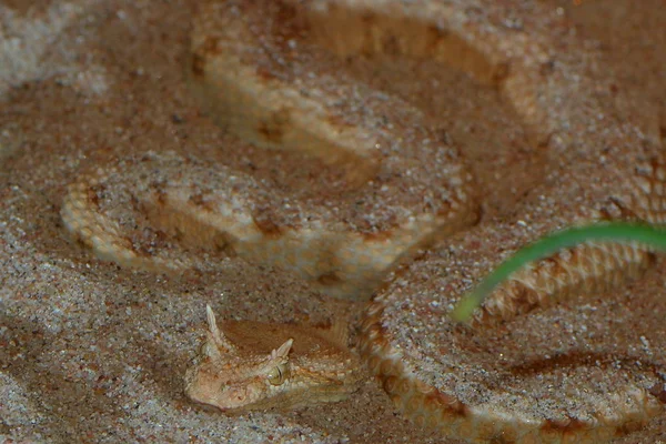 Serpente Pericoloso Animale Vipera — Foto Stock