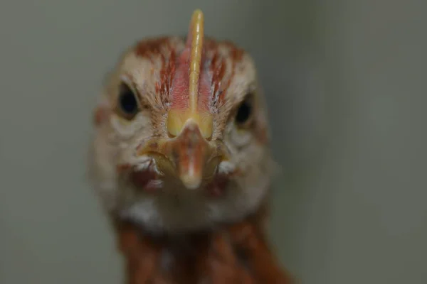 Blick Auf Einen Vogel Freier Wildbahn — Stockfoto