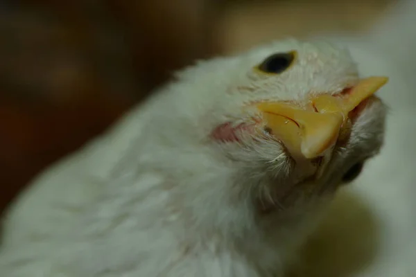 Κοντινό Πλάνο Ενός Πουλιού Κοτόπουλου — Φωτογραφία Αρχείου