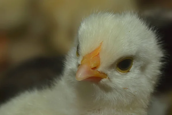 Close Chick Bird — стоковое фото