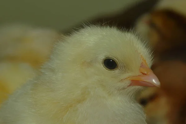 Close Chick Chicken — Stock fotografie