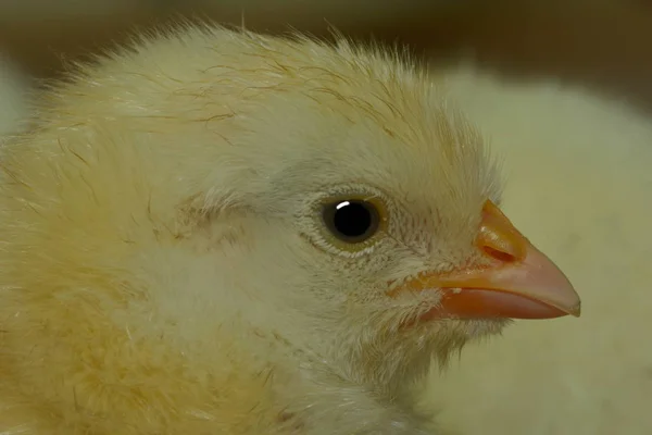 野生の鳥の眺め — ストック写真