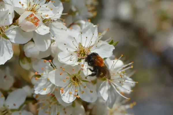 Μέλισσα Κίτρινα Δαμάσκηνα Ανθίζουν — Φωτογραφία Αρχείου