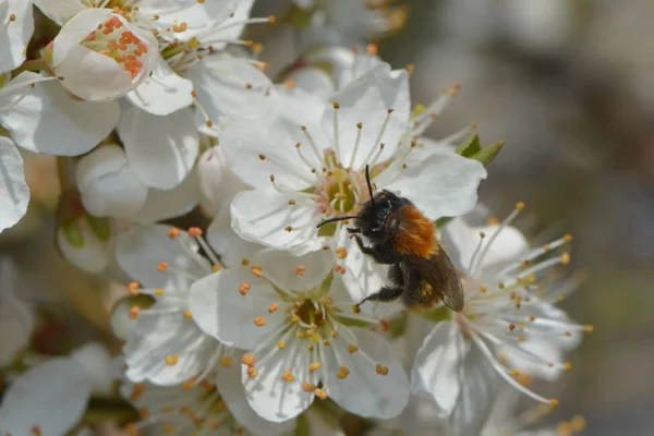 Μέλισσα Λουλούδι Mirabelle — Φωτογραφία Αρχείου