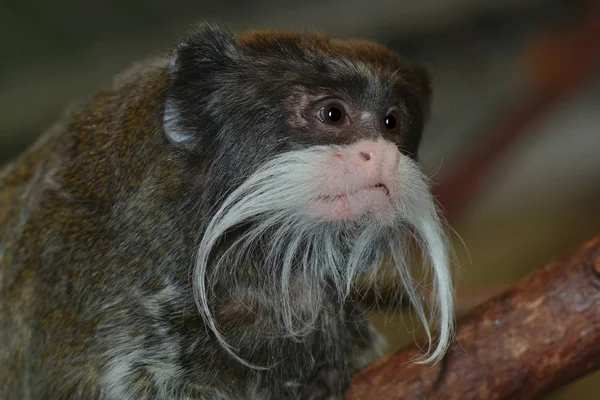 Αυτοκράτορα Tamarin Primate Χαριτωμένη Μαϊμουδίτσα — Φωτογραφία Αρχείου