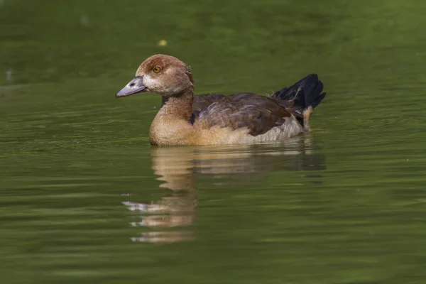 Young Egyptian Geese Pond — Stock Photo, Image