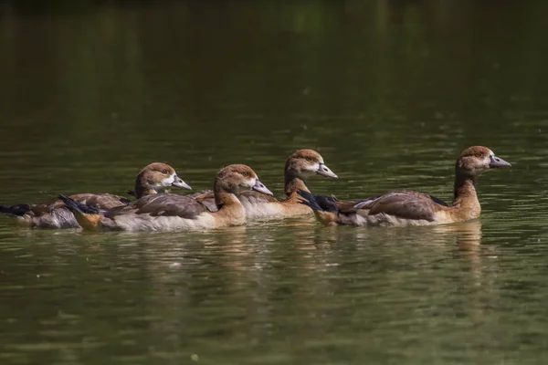 Young Egyptian Geese Pond — Stock Photo, Image