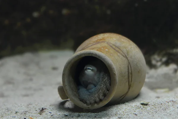 Zblízka Chobotnice Sklenici — Stock fotografie