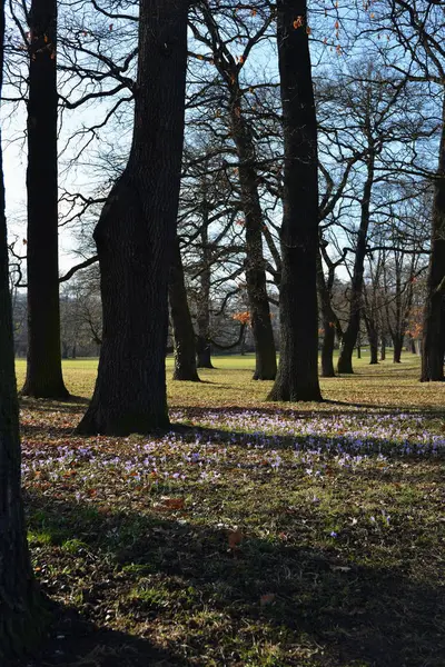 Fleurs Crocus Printemps Flore Violette — Photo
