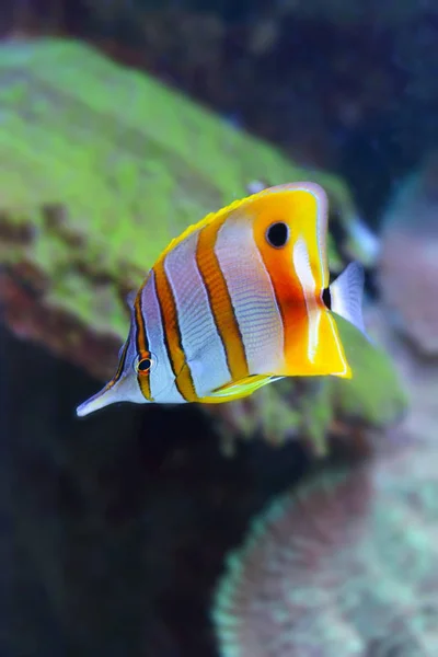 Peixes Oceano Pacífico — Fotografia de Stock