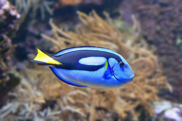 Ikan Laut Pasifik — Stok Foto