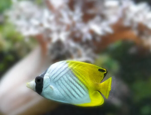 Poissons Dans Océan Pacifique — Photo