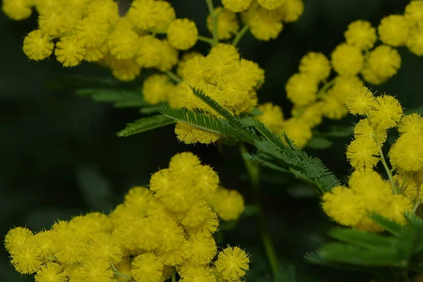 Flores Amarillas Mimosa Florecen —  Fotos de Stock