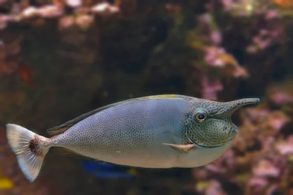 Риби Тихому Океані — стокове фото
